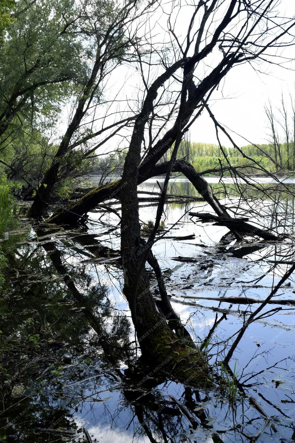 Természet - Hódok kártevései a Mosoni-Duna holtágában