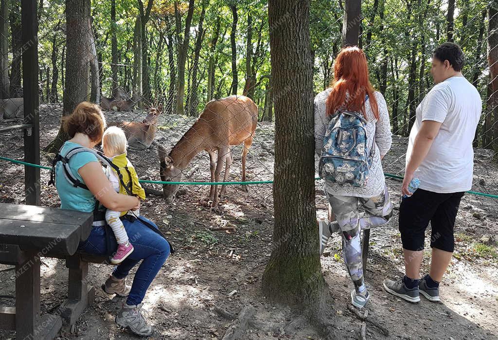 Természet - Budakeszi - Kirándulók a vadasparkban