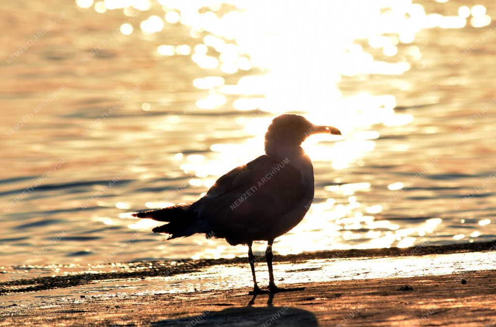 Természet - Horvátország - Rovinj - Sirály