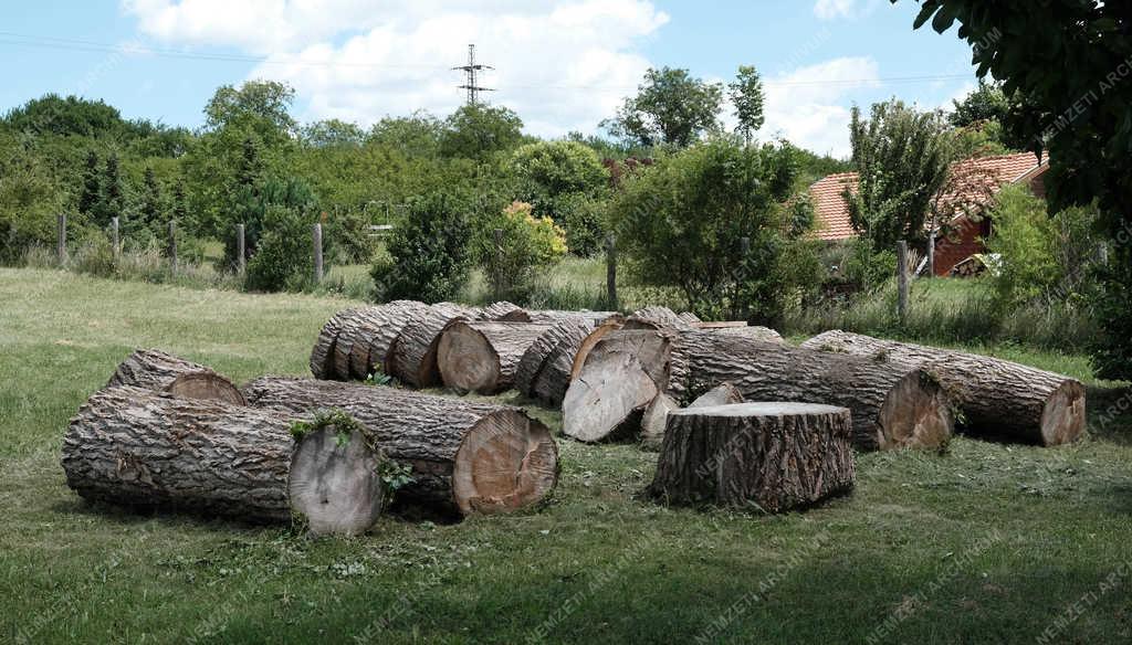 Tájkép - Szokolya - Farönkök