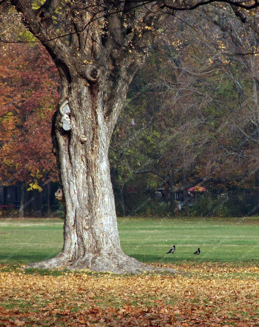 Természet - Park - Ősz a Margitszigeten