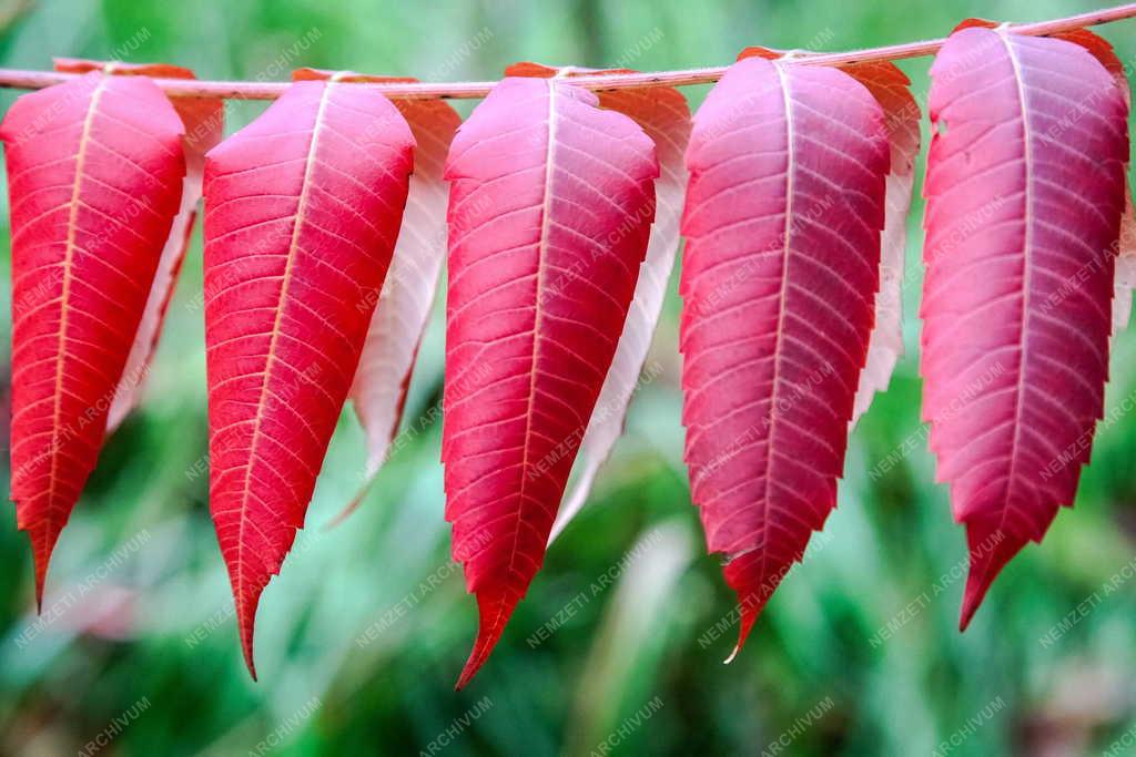 Természet - Alcsútdoboz - Őszi falevelek az arborétumban