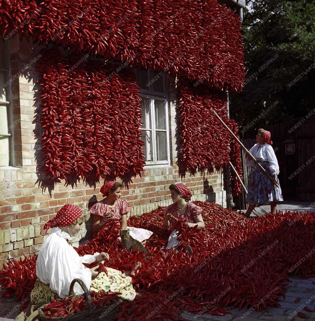 Mezőgazdaság - Fűszerpaprika termesztés