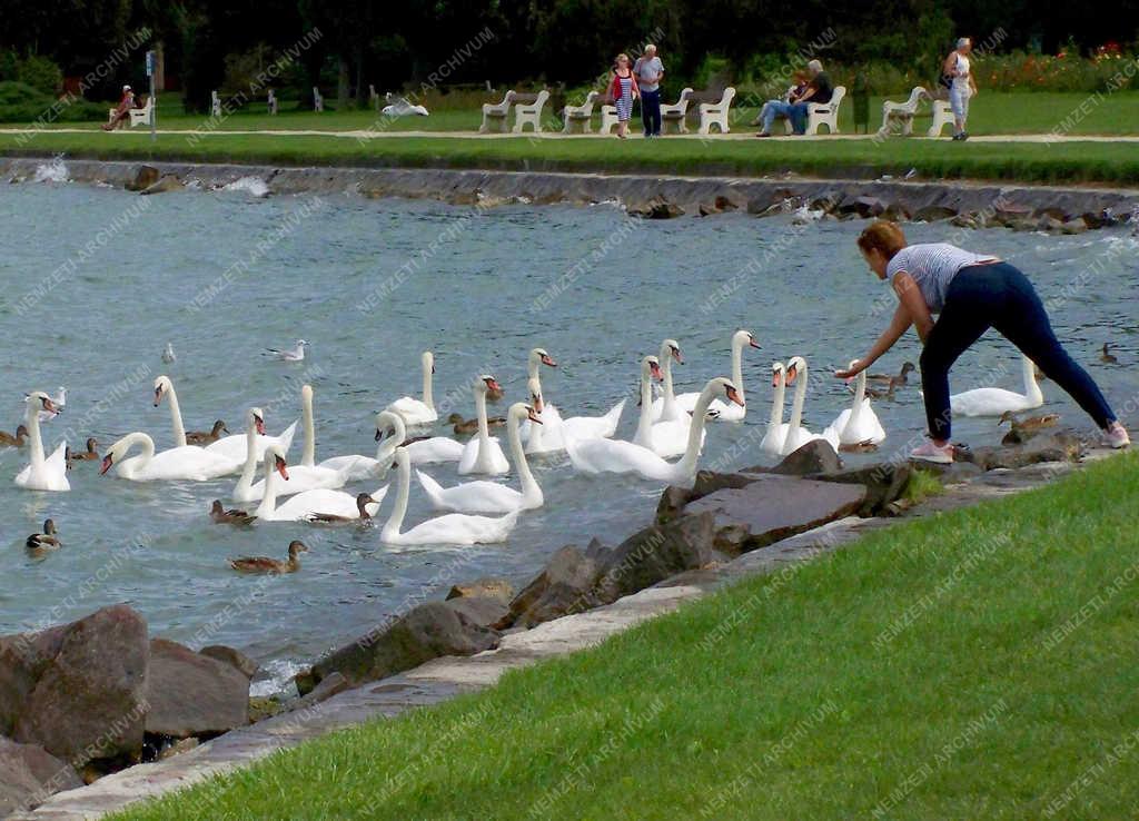 Életkép - Siófok - Turista hattyúkat és vadkacsákat etet