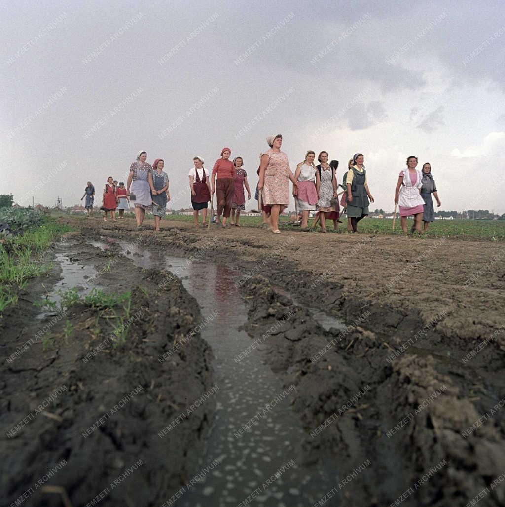 Mezőgazdaság - Szervezet - Szocialista brigádok versenye a Borsod megyei téeszekben