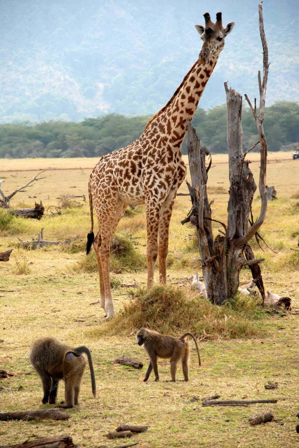 Tanzánia - Manyara-tó Nemzeti Park