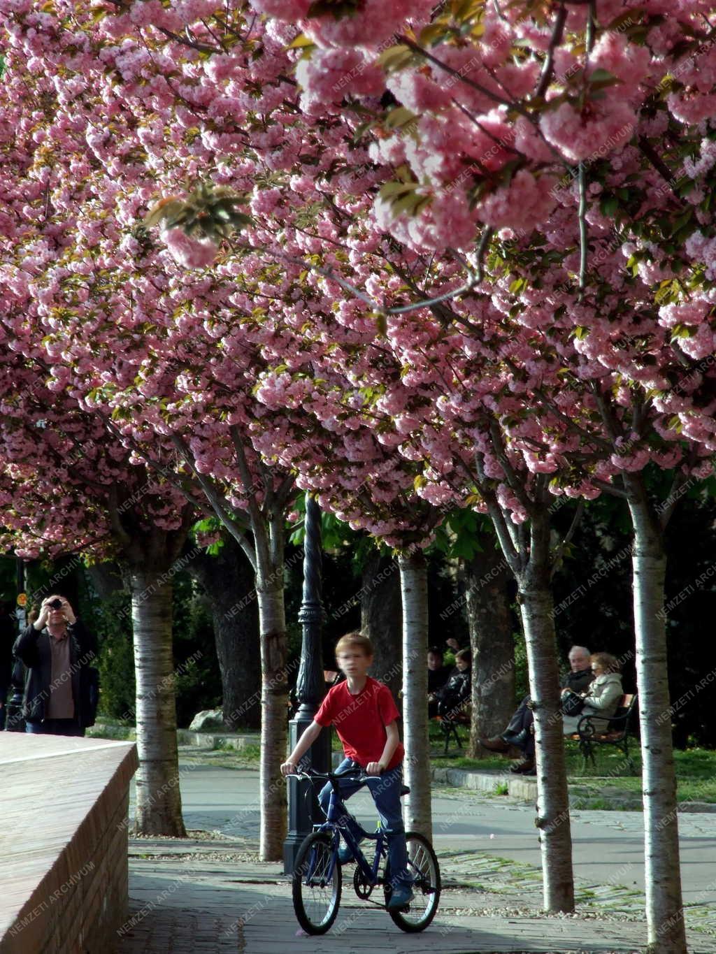 Természet - Budapest - Virágba borult a Tóth Árpád sétány