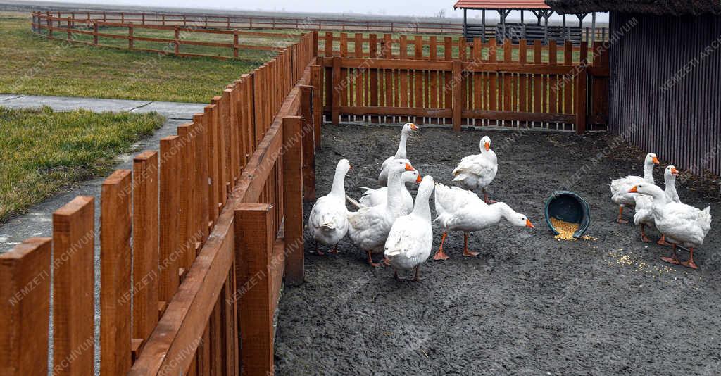 Idegenforgalom - Hortobágy - Állatpark felújítás 