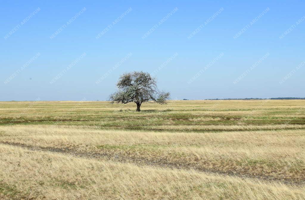 Mezőgazdaság - Aszály - Kiszáradt hortobágyi legelő