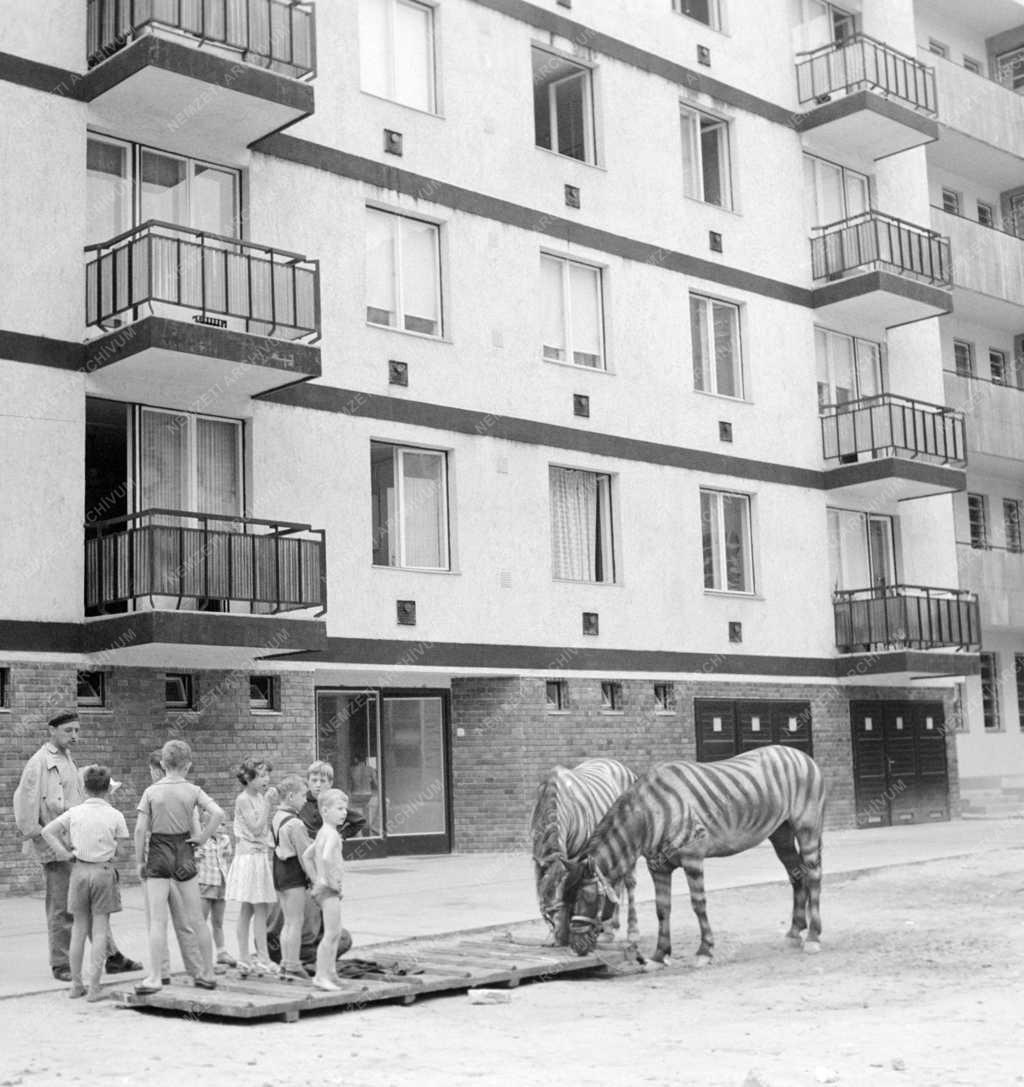 Kultúra - Film - Gyerekbetegségek