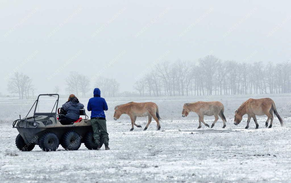 Állatvilág - Hortobágy - Przewalski-lovak a Hortobágyon