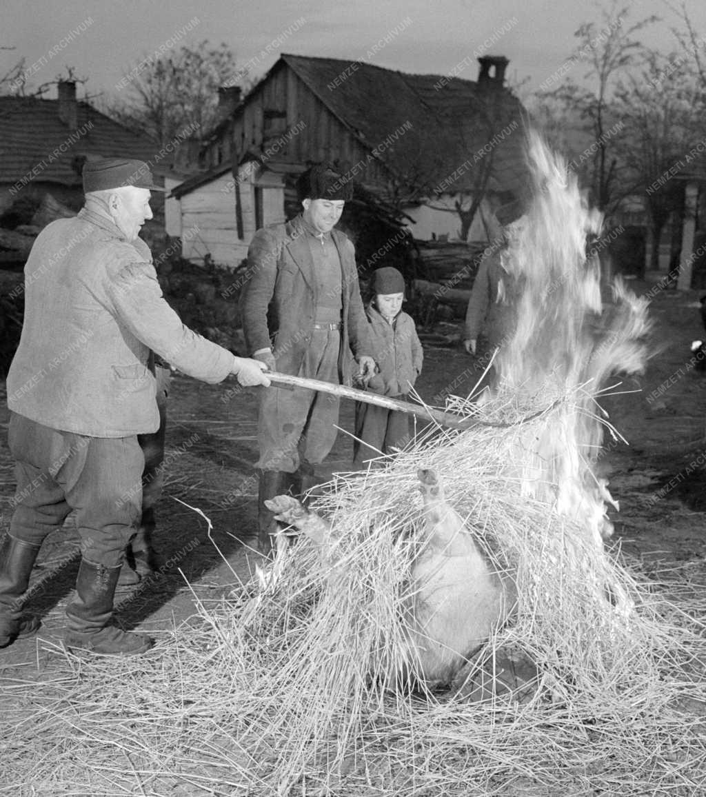 Mezőgazdaság - Életkép - Disznótor Gyöngyössolymoson 