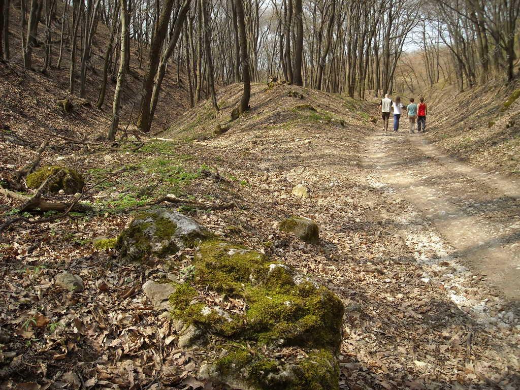 Természet - Erdő