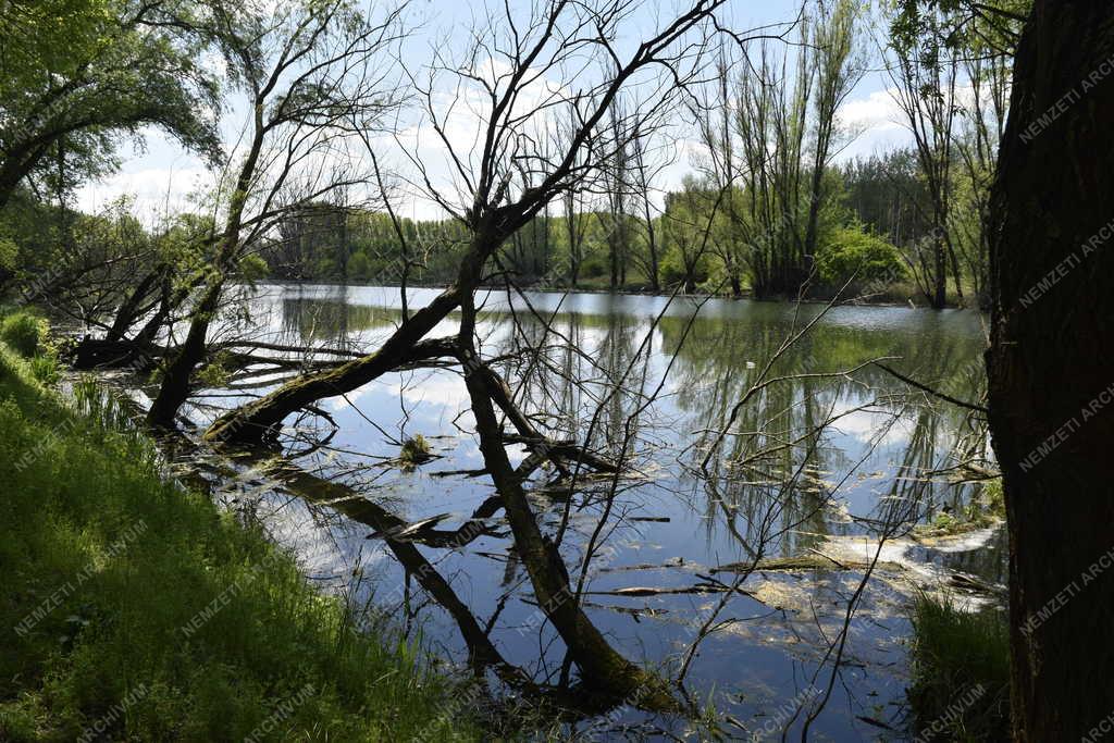 Természet - Hódok kártevései a Mosoni-Duna holtágában