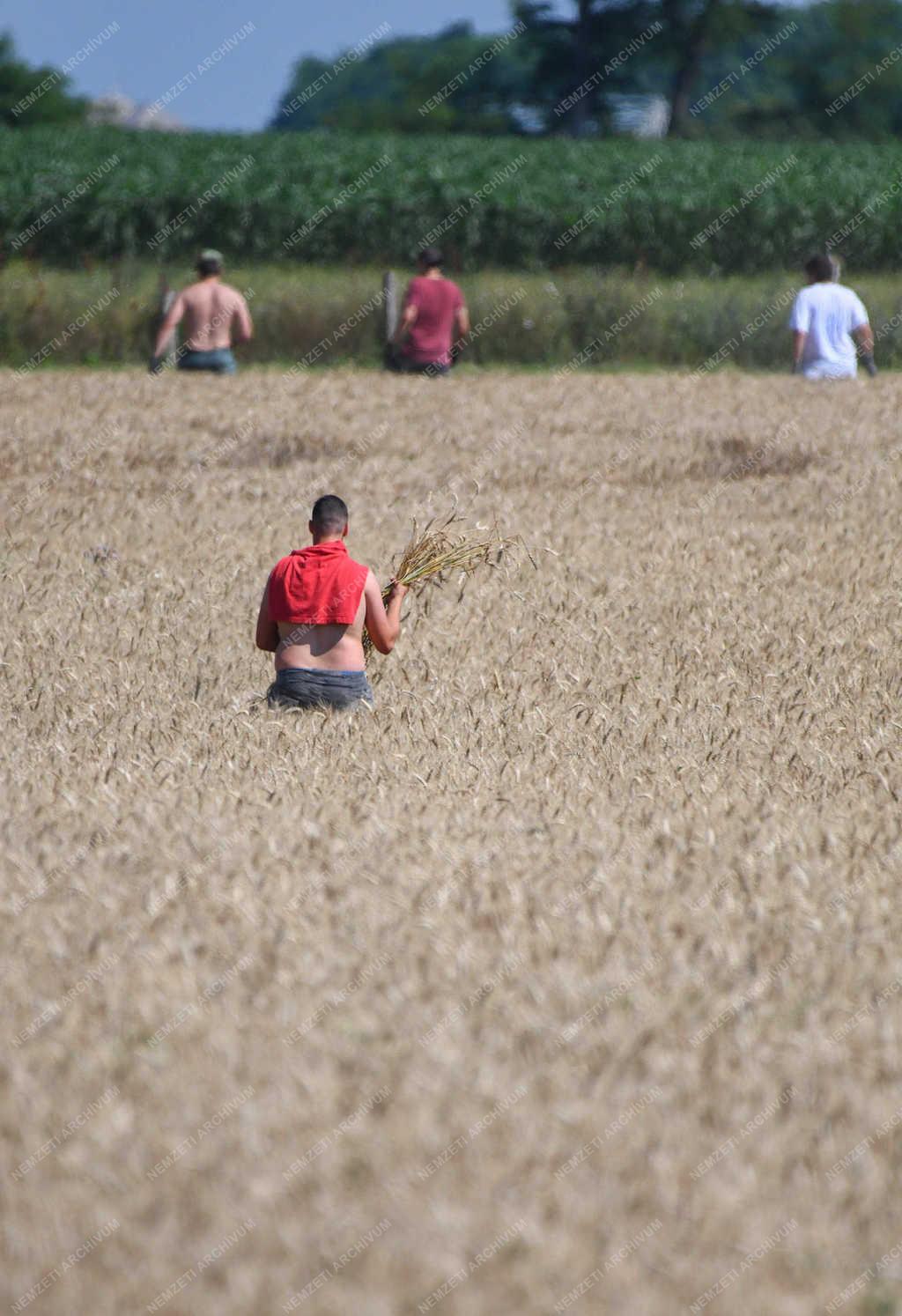 Mezőgazdaság - Debrecen - Diákmunka a gabona földön