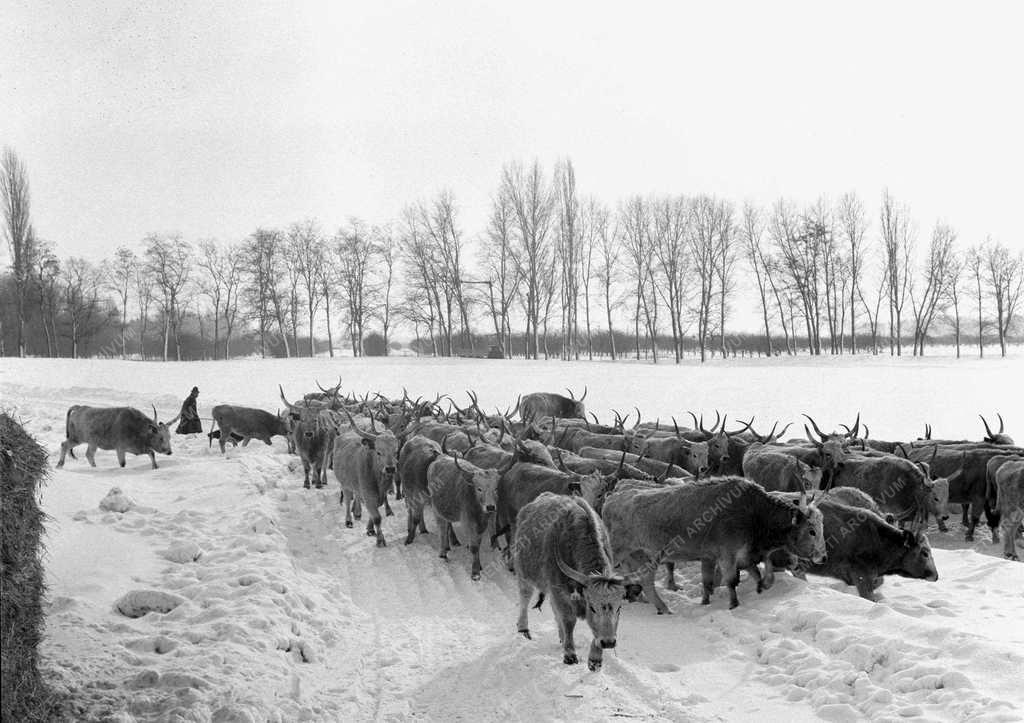 Tájkép – Bugacpuszta télen