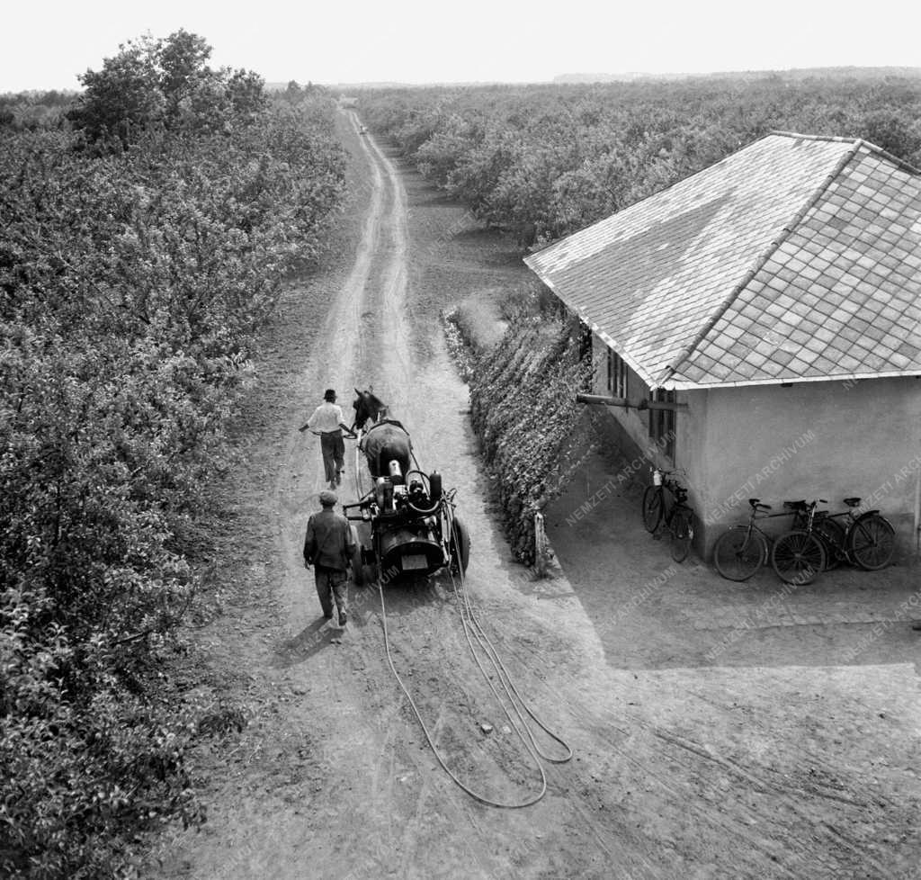 Mezőgazdaság - A Nagymágocsi Állami Gazdaság gyümölcsöse