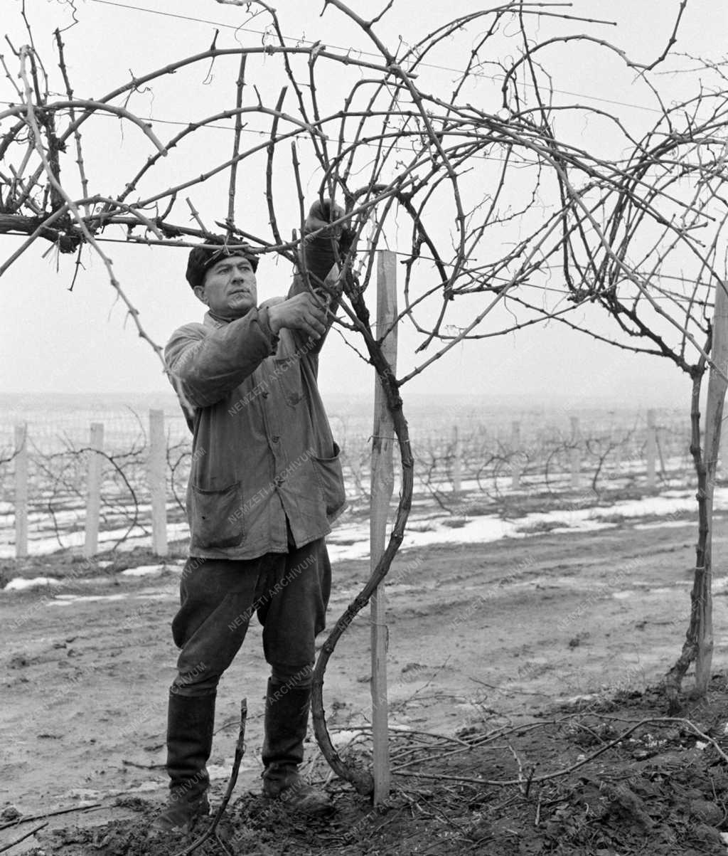 Mezőgazdaság - Metszik a szőlőt a Balatonboglári Állami Gazdaságban