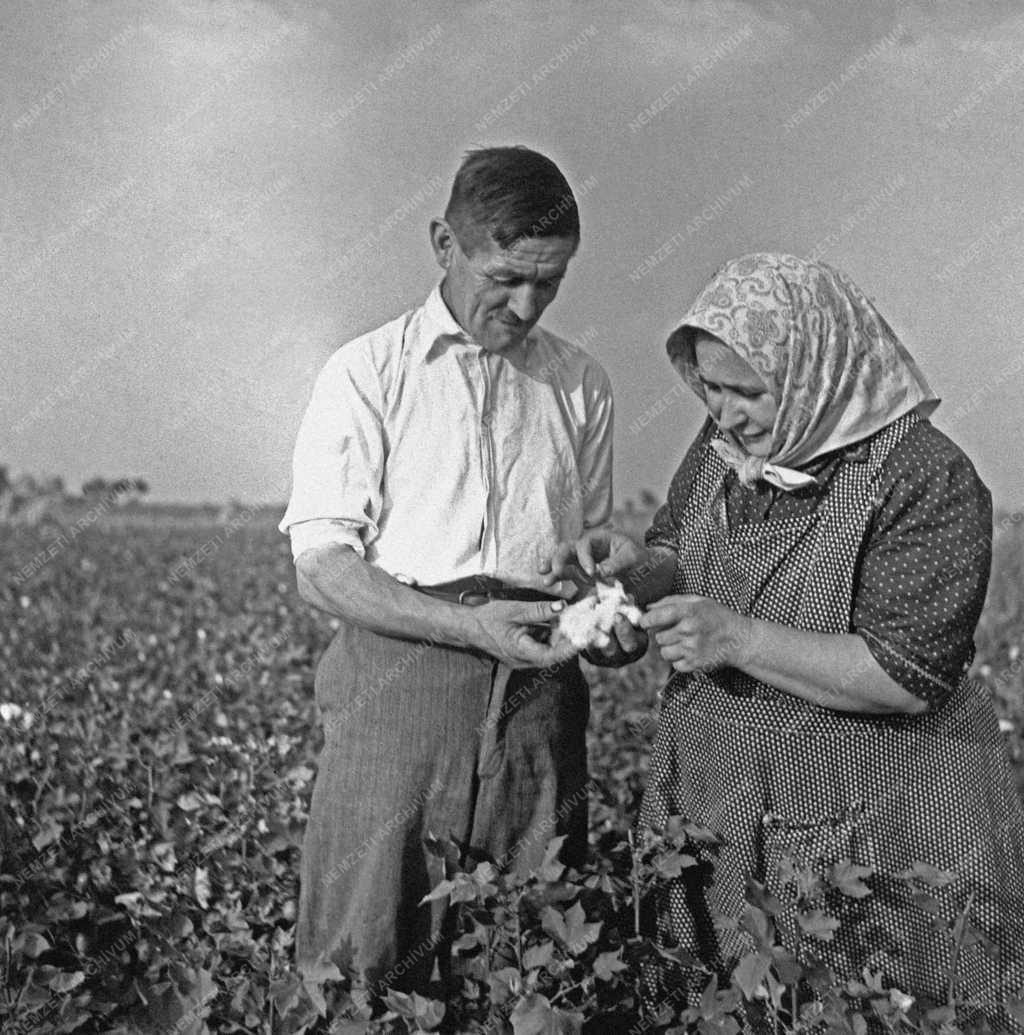 Mezőgazdaság - Veréb János mintagazda