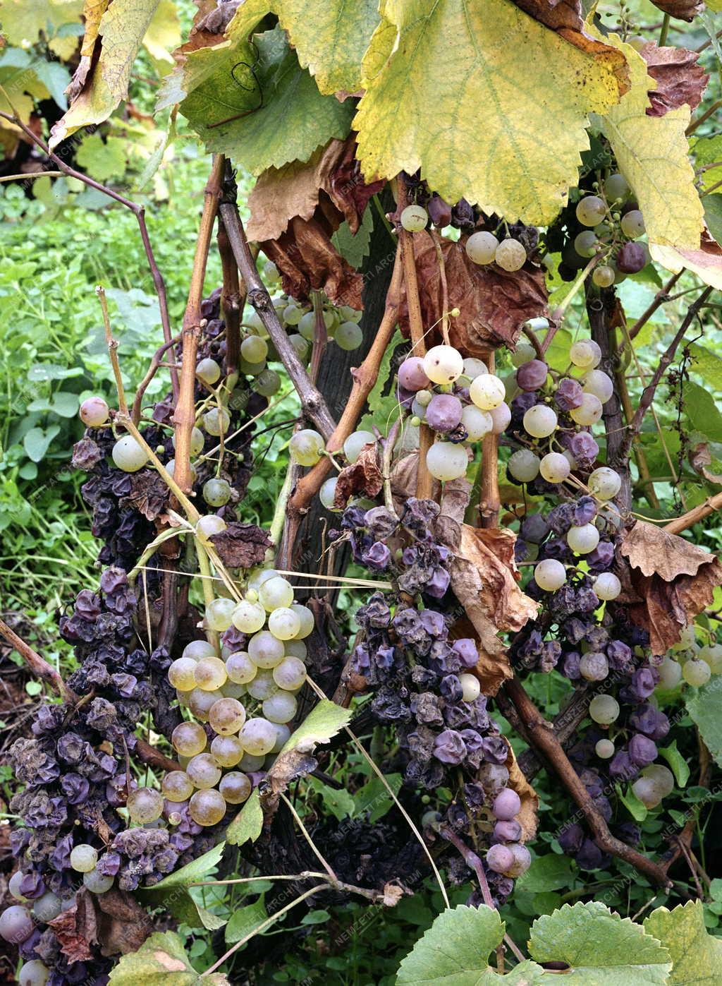 Mezőgazdaság - Szüret Tokaj környékén