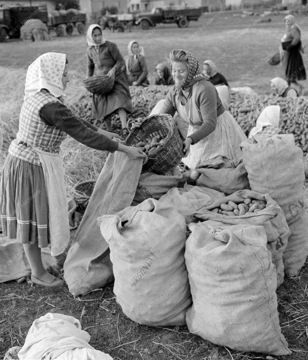 Mezőgazdaság - Szajlai Búzakalász Termelőszövetkezet