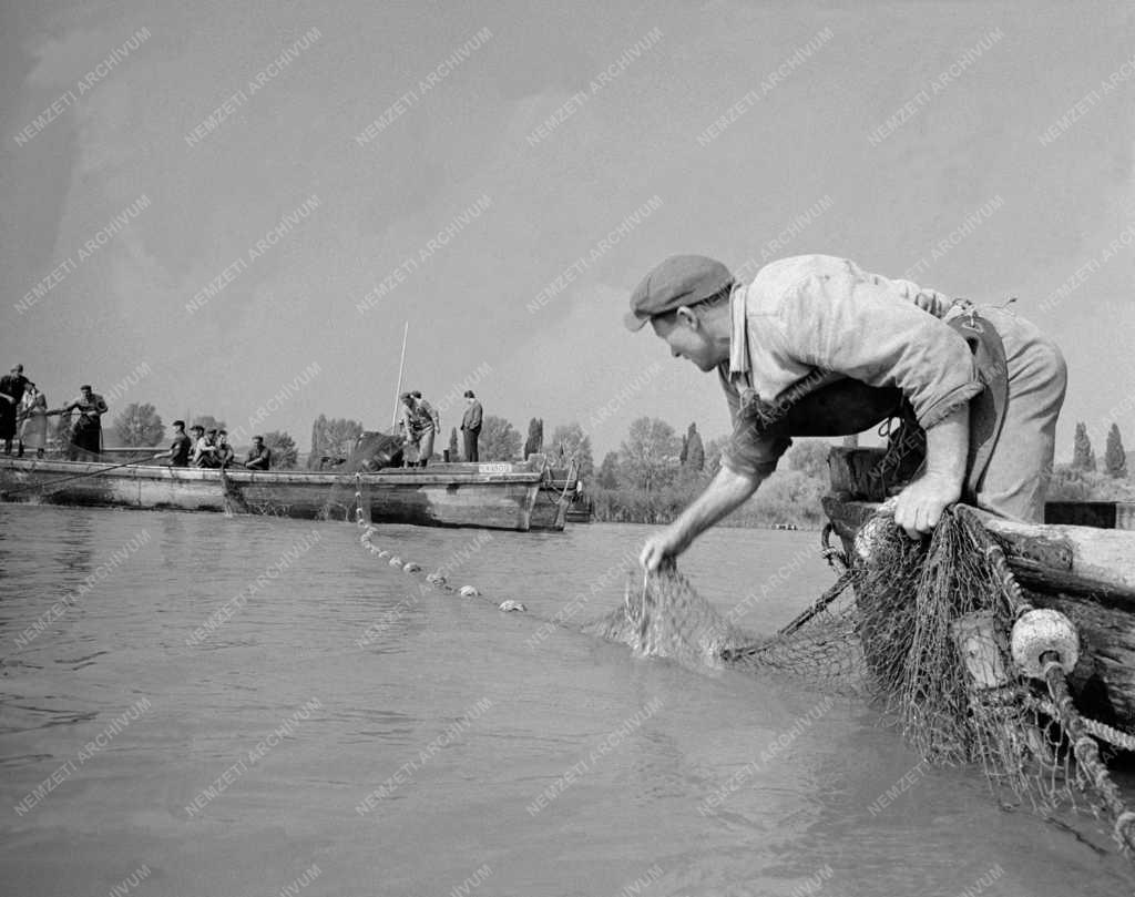 Mezőgazdaság - Őszi halászat a Balatonon