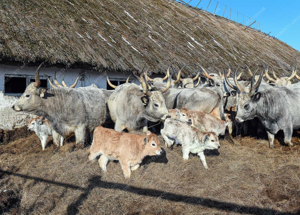 Állattartás - Hortobágy - Születnek a magyar szürkemarha borjak 