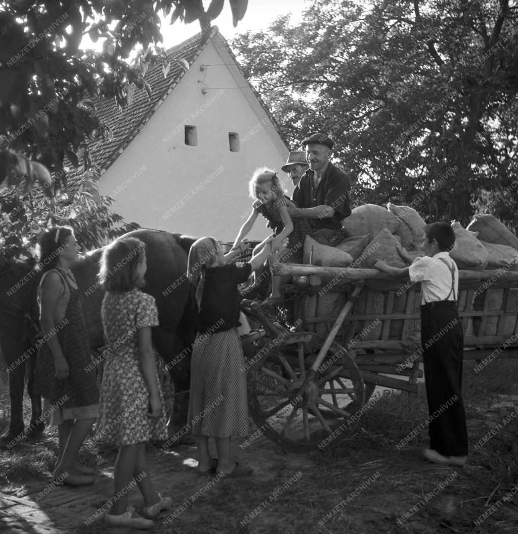 Mezőgazdaság - Betakarítás a Rákosi Tsz-ben