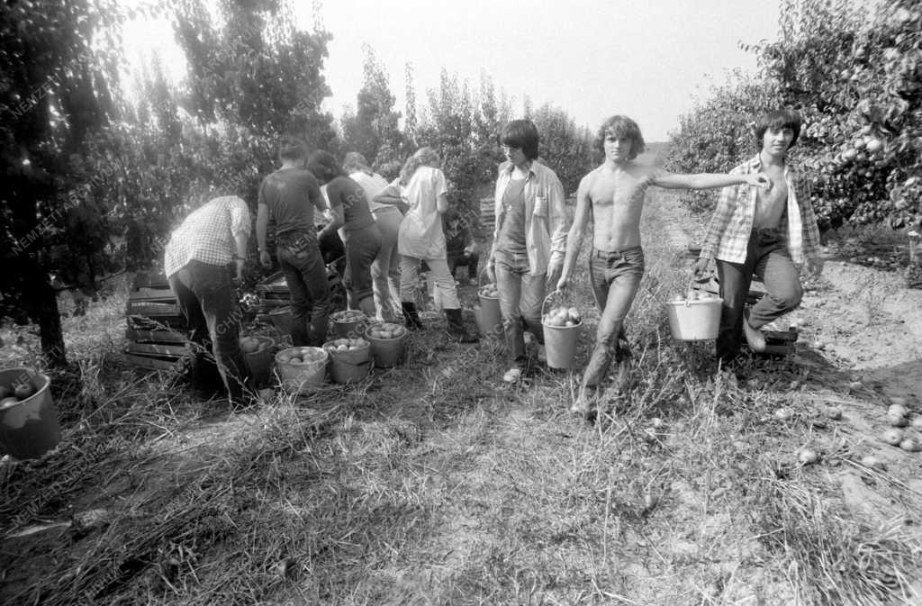 Mezőgazdaság - Gimnazisták körtét szednek