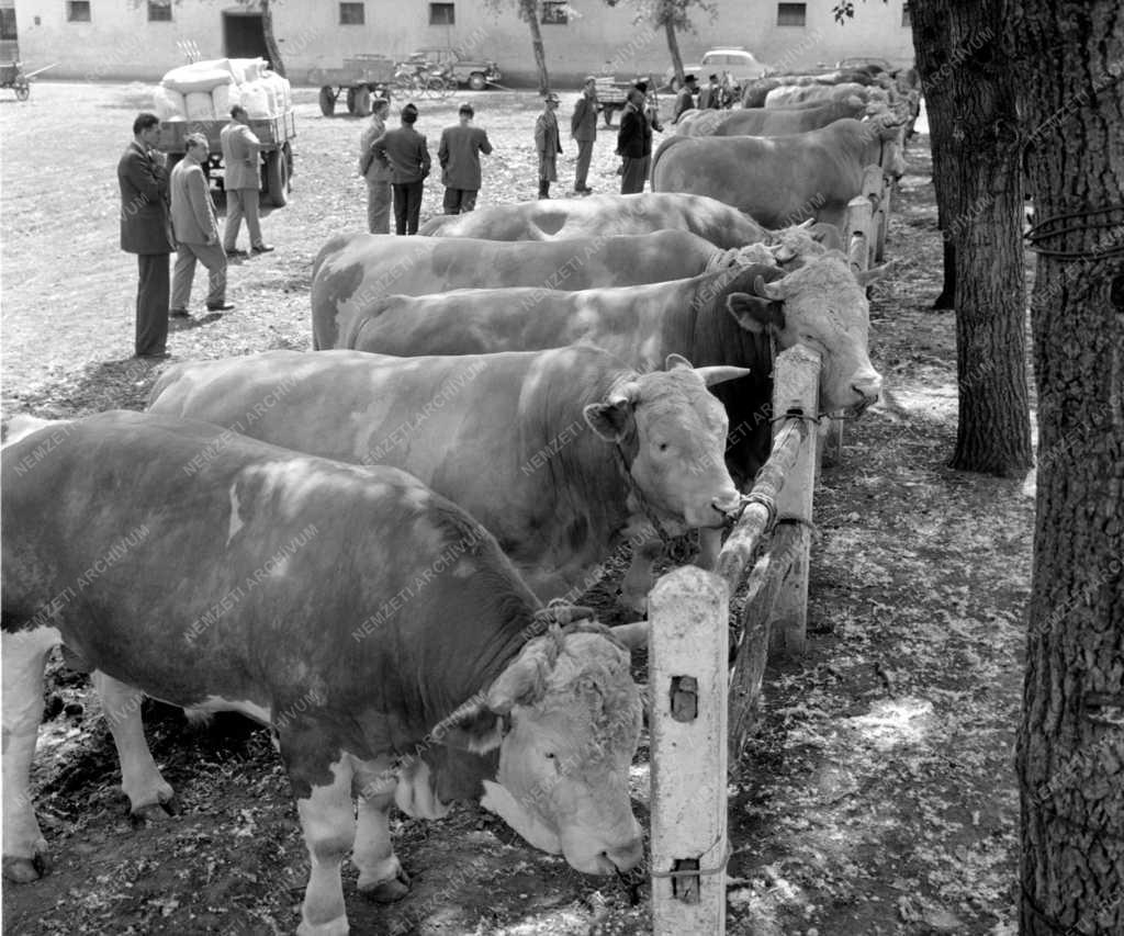 Mezőgazdaság - Mezőhegyesi Mesterséges Termékenyítő Állomás bemutatója