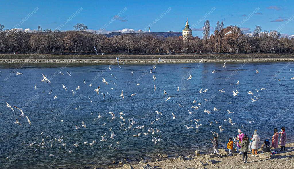 Természet - Budapest - Sirályok a Dunán