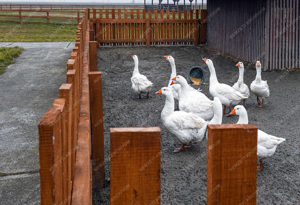 Idegenforgalom - Hortobágy - Állatpark felújítás 