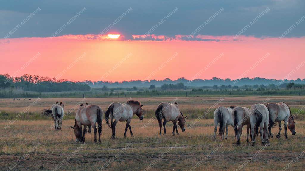 Mezőgazdaság - Állatvédelem - Przewalski-lovak a Hortobágyon