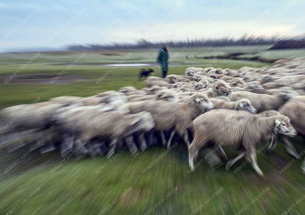 Mezőgazdaság - Őszi legeltetés a Hortobágyon