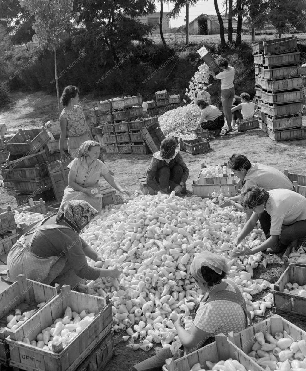 Mezőgazdaság - Vörös Csillag Termelőszövetkezet kertészete