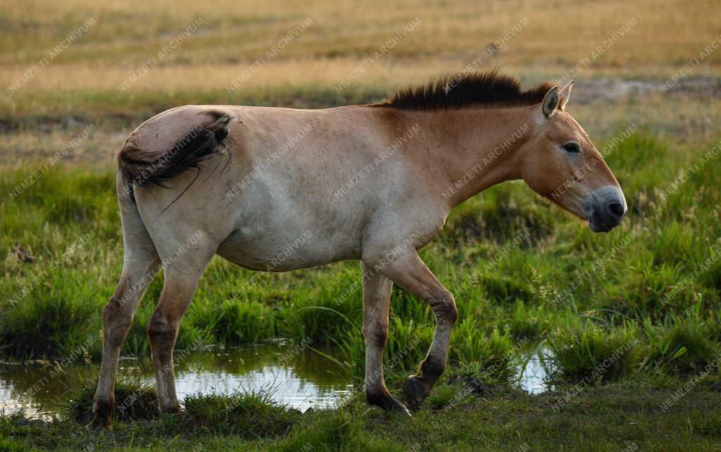 Mezőgazdaság - Állatvédelem - Przewalski-lovak a Hortobágyon