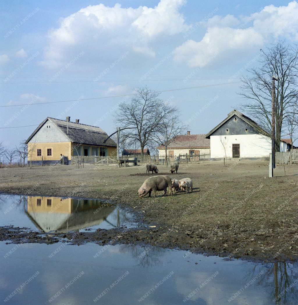 Életkép - Alföldi tanya - Állatok szabadon a tanya udvarán