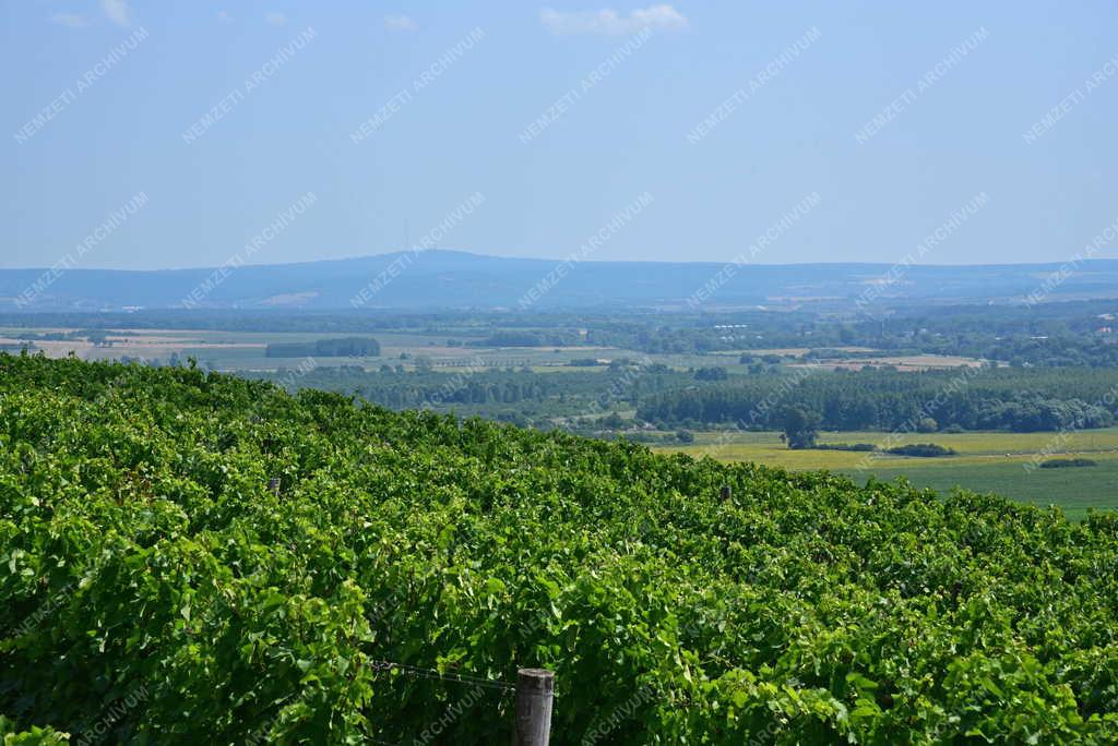 Mezőgazdaság - Tájkép - Szőlőültetvény Somlóvásárhelynél