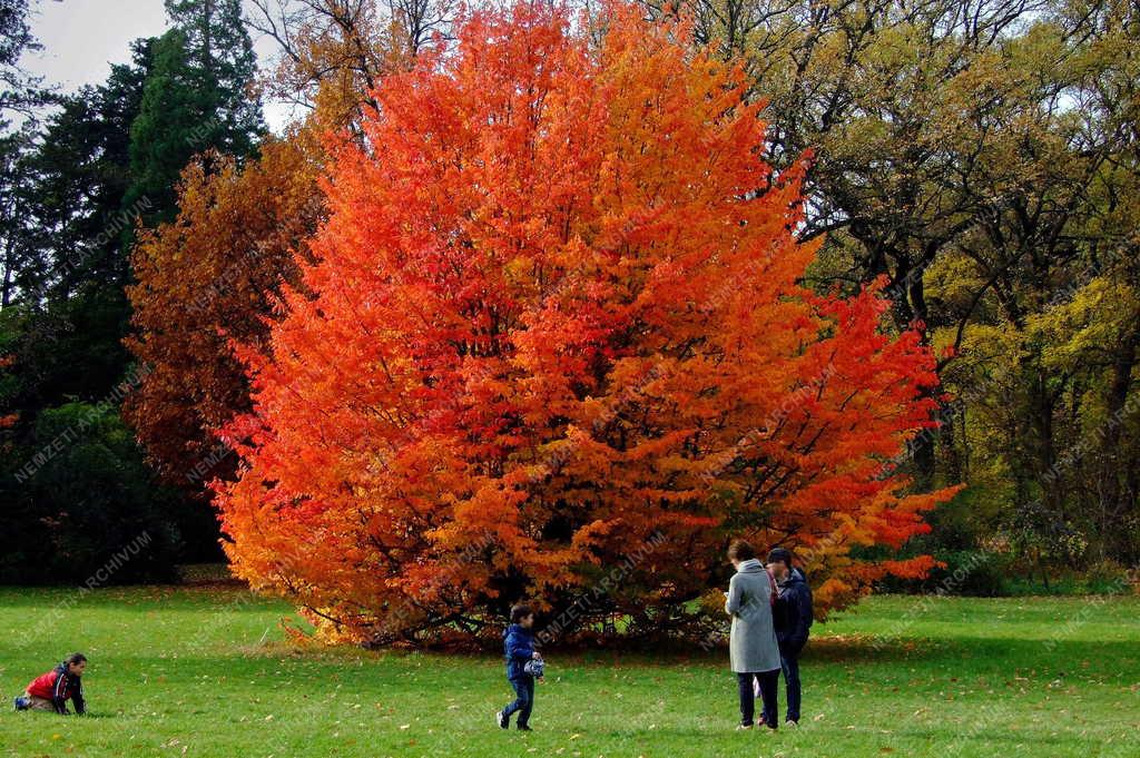 Természet - Szarvas - Arborétum