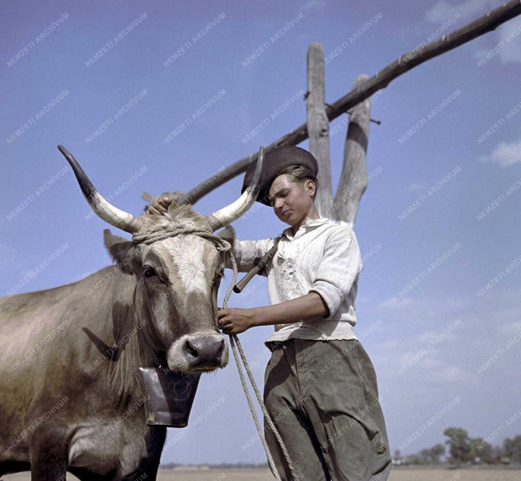 Mezőgazdaság - Foglalkozás - Gulyás