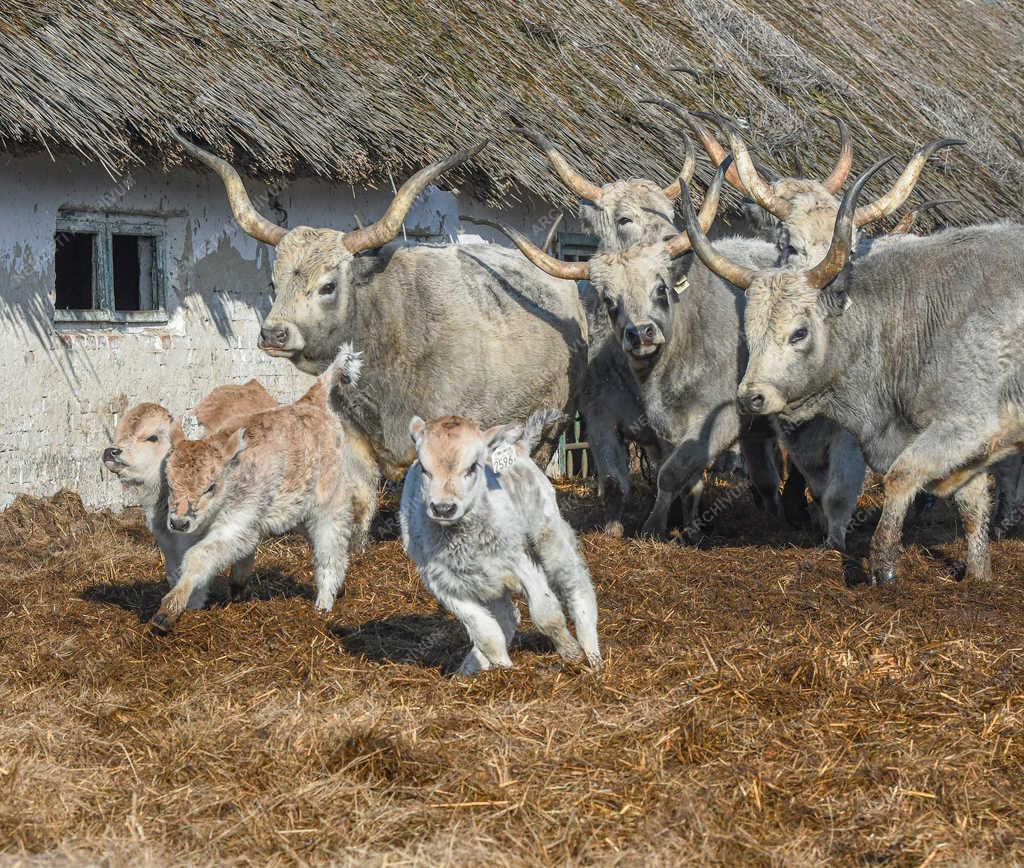 Állattartás - Hortobágy - Születnek a magyar szürkemarha borjak 