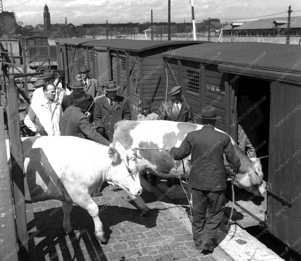 Mezőgazdaság - Készülődés a Milánói Nemzetközi Állatvásárra