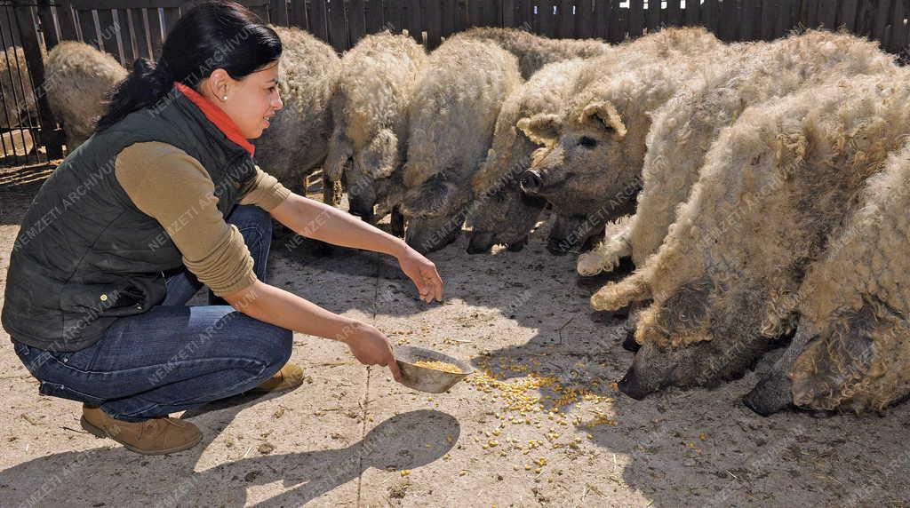 Állattenyésztés - Hajdúböszörmény - Mangalica tenyésztés