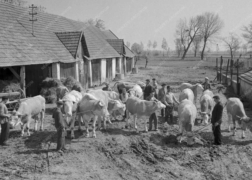 Mezőgazdaság - A pósfai Szabadság Tsz