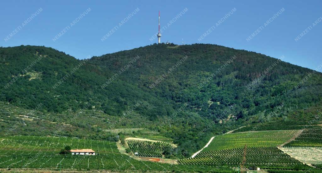 Tájkép - Tokaj - Tokaj-hegy szőlőtáblákkal