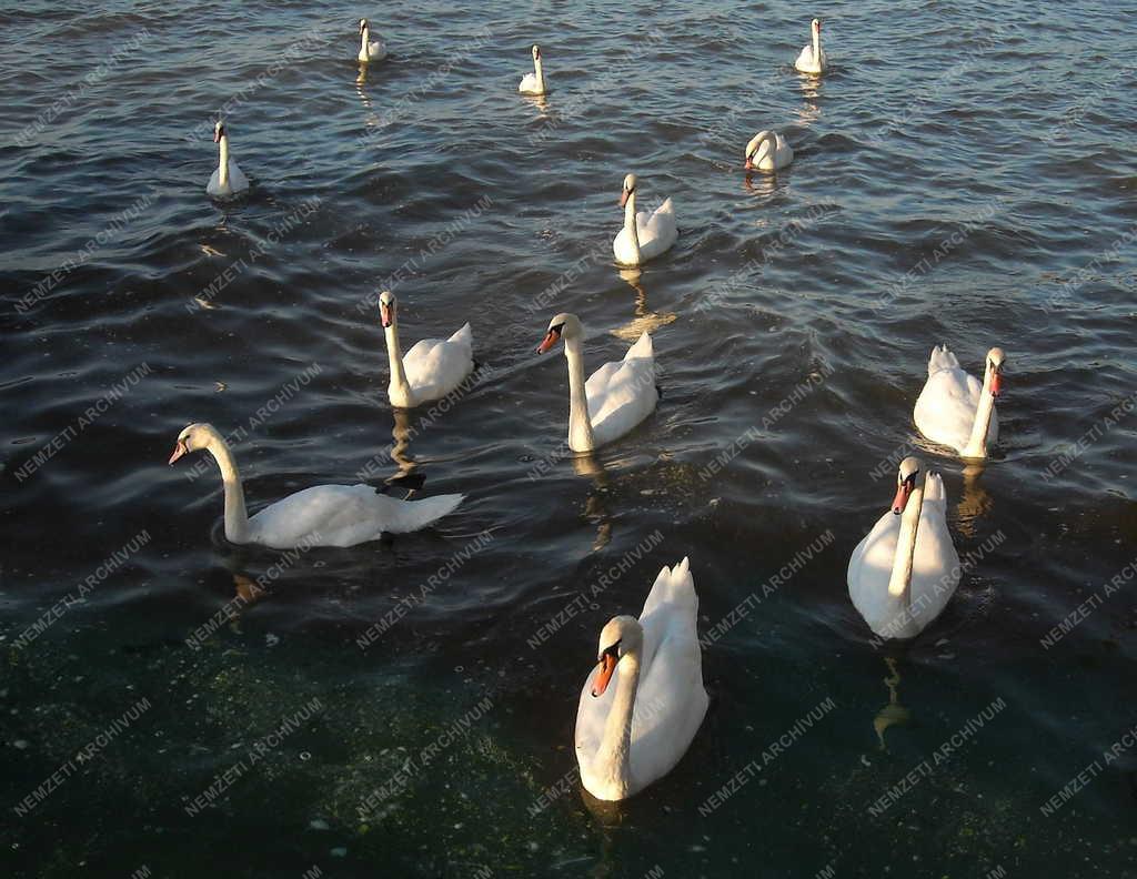 Természet - Zamárdi - Bütykös hattyúk a Balatonon