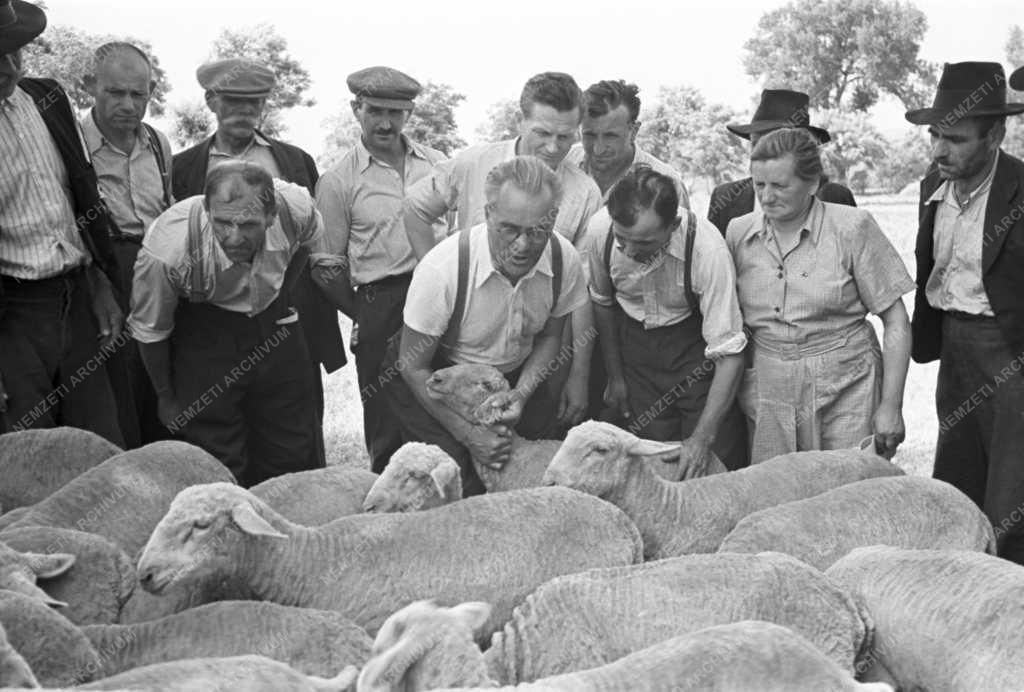 Mezőgazdaság - Herceghalmi Kísérleti Gazdaság