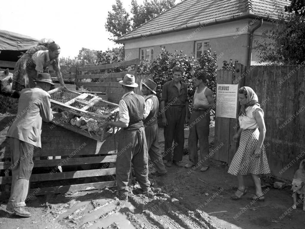 Árvíz 1954 - Visszaköltözés a Szigetközbe