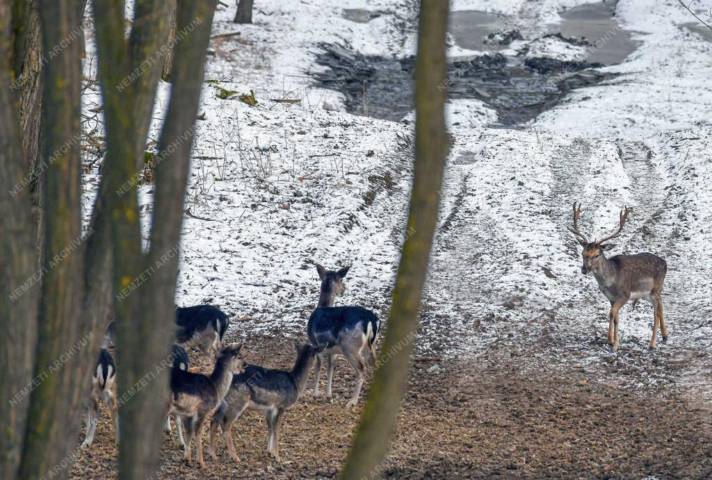 Vadgazdálkodás - Nyíradony - Dámvadak a téli erdőben