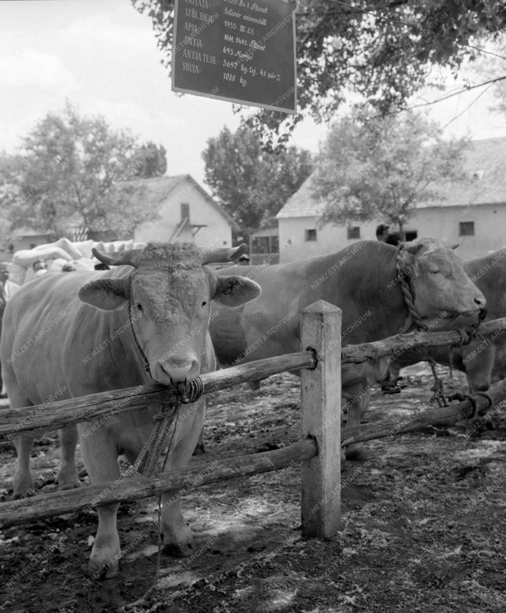 Mezőgazdaság - Mezőhegyesi Mesterséges Termékenyítő Állomás bemutatója